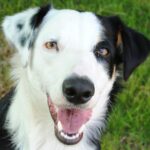 dog, pet, sheep dog, animal, sheep-dog, happy dog