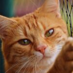 cat, red, cute, mackerel, nature, tiger, cozy, animal, domestic cat, fur, wildlife, domestic animal, cat face, pet, young cat, playful, red mackerel tabby, kitten, red cat, cat eyes, web, cat net