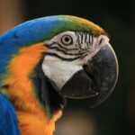 Close-up of a vibrant Blue-and-Yellow Macaw with a blurred background, showcasing its colorful feathers.