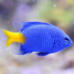 blue demon, clownfish, fish tank, nature, nemo, underwater, sea, reeve, coral, blue