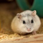 hamster, white, cute, pet, animal, fur, domestic, furry, nature, hairy, whiskers, funny, nose, soft, brown pets