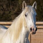 horse, nature, white, mare, portrait